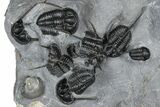 Impressive Cyphaspis Trilobite Cluster - Mrakib, Morocco #365711-1